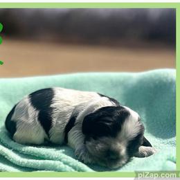 Marcie - Black and white female Cocker Spaniel puppy in Clinton, Oklahoma from Enchanted Spaniels