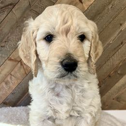 Evan - Cream male Goldendoodle puppy in Millersburg, Ohio from Ohio Puppy Paws