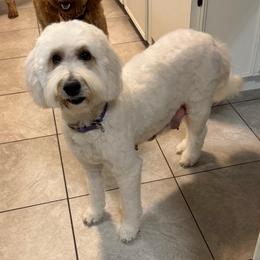 Emyrson aka Emy - Cream female Goldendoodle puppy in Bay City, Texas from Charming Doods Goldendoodles