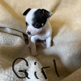 Girl - Black and tan female Chihuahua puppy in Murphy, North Carolina from Ay Chihuahua's