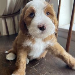 Socks - Red male Bernedoodle puppy in Superior, Arizona from Mountain Bridge Doodles