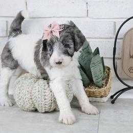 Lily - Merle female Labradoodle puppy in Bryantown, Maryland from Doodles on Duty