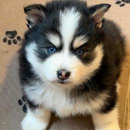 AJ - Black and white male Pomsky puppy in Mc Minnville, Oregon from West Coast Pomskies