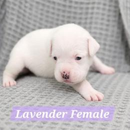Girl 1 - White female Boxer puppy in Howey In The Hills, Florida from Bayla Belle & Blossom's Boxers