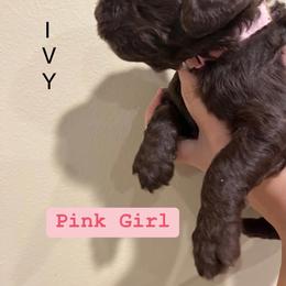 Poodle Puppies from Semmy’s standard Poodle