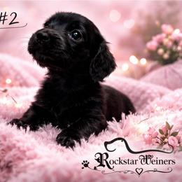 Agape - Black male Dachshund puppy in Huntington, Arkansas from Rockstar.Weiners