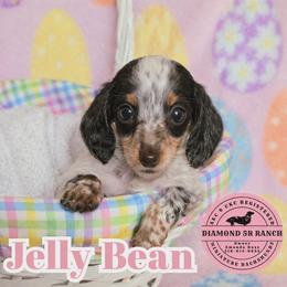JELLY BEAN - Piebald female Dachshund puppy in Columbia, Louisiana from Diamond 5R Ranch AKC & CKC Miniature Dachshunds