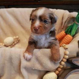 Forest - Red merle male Toy Australian Shepherd puppy in Albia, Iowa from J Bar M Toy and Mini Aussies