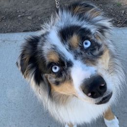 Miniature Australian Shepherds from Whispering Rose Australian Shepherds