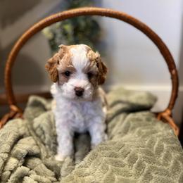 Snoopy - White male Cavapoo puppy in Englewood, Ohio from Hart’s Cavapoos