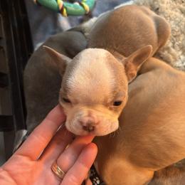 Lilac male, red collar - Lilac male Boston Terrier puppy in Mc Donough, Georgia from Ballard Boston Terriers