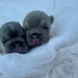 French Bulldog Puppies from Jasmine McMurtry