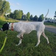 Nell - Pointer