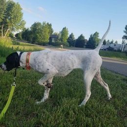 Nell - Pointer