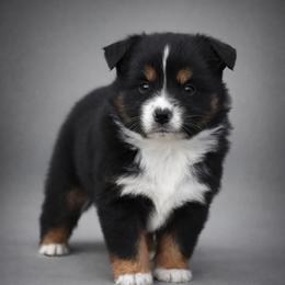 Jett - Black tri male Miniature Australian Shepherd puppy in Lowgap, North Carolina from Baileys Mini Aussies