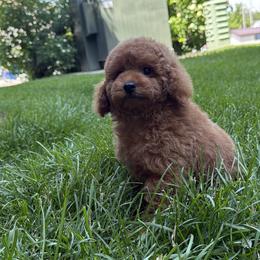 Poodle Puppies from Orel Toy & Miniature Poodles
