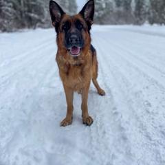 Ellie - Black and red female German Shepherd puppy in Ronan, Montana from Semper Fi K9 Montana
