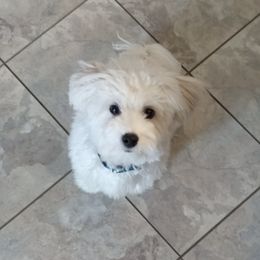 Cotons de Tulear from Madison Pups