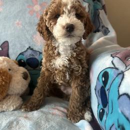 Max - Apricot male Poodle puppy in Patterson, New York from Pixie Poodles
