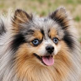 Pomeranians from Imperial Pomeranians