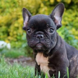 Doberman Pinschers and French Bulldogs from The Defender Farm