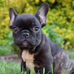 Doberman Pinschers and French Bulldogs from The Defender Farm