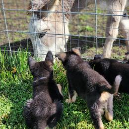 German Shepherd Puppies from Evergreen Acres