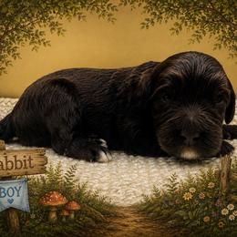 Rabbit - Chocolate male Goldendoodle puppy in Hendersonville, North Carolina from Kim's Cove