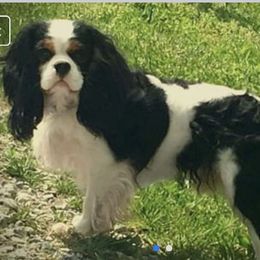 Cosmo - Cavalier King Charles Spaniel
