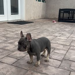 French Bulldog Puppies from Jesikah408
