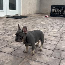 French Bulldog Puppies from Jesikah408