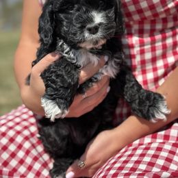 Boy 3 - Black and white Cockapoo puppy in Rigby, Idaho from Elkington Family Farms LLC