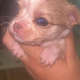 Rosie - Merle female Chihuahua puppy in New Castle, Delaware from Sasha’s Elite Kennel LLC