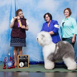 Old English Sheepdog All Grown Up from Whimzy Old English Sheepdogs