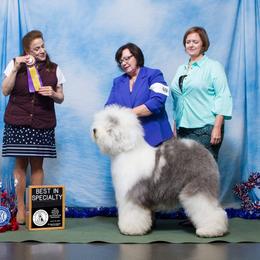 Old English Sheepdog All Grown Up from Whimzy Old English Sheepdogs