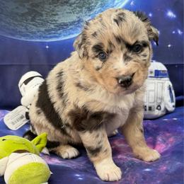 Leia - Blue merle female Australian Shepherd puppy in Tuftonboro, New Hampshire from Aussies Edge Farm