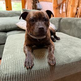 Victoria - Staffordshire Bull Terrier