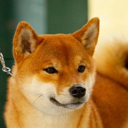 Mercy - Shiba Inu
