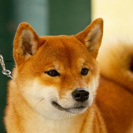 Mercy - Shiba Inu