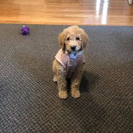 Goldendoodle Puppies from A Goldendoodle Dream