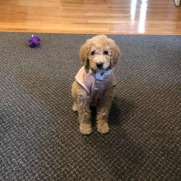 Goldendoodle Puppies from A Goldendoodle Dream