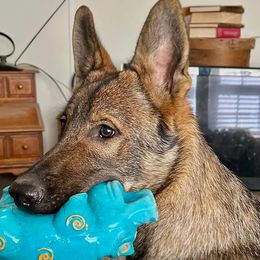Stefan - Sable male German Shepherd puppy in Wellington, Georgia from Altvater German Shepherds