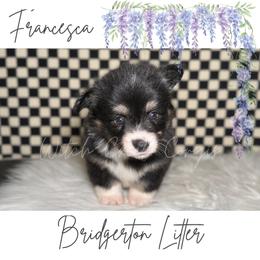 Francesca- Fluffy - Black and white female American Corgi puppy in Greenwood, Indiana from Witch Creek Corgis