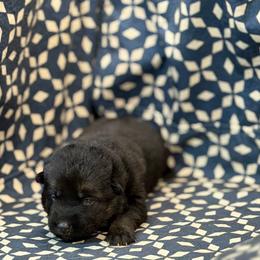 Purple Collar - Bi-color female German Shepherd puppy in Riverside, California from Von Der Sagobi