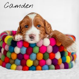 Australian Labradoodle Puppies from Swinging Gate Labradoodles