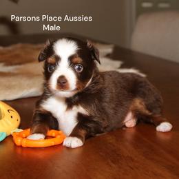 Little guy - Red tri male Toy Australian Shepherd puppy in Chandler, Oklahoma from Parsons Place Aussies