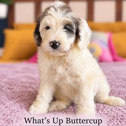 What is Up Buttercup - Merle female Bernedoodle puppy in Grove, Oklahoma from Guinn Family Farms