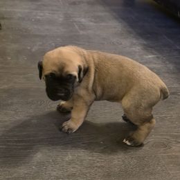 Anna - Fawn female Cane Corso puppy in Vernal, Utah from Diamond Ridge Cane Corsos