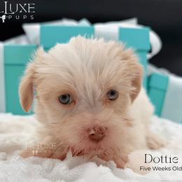 Dottie - Gold and white female Shorkie puppy in Scottsdale, Arizona from Lil Luxe Pups