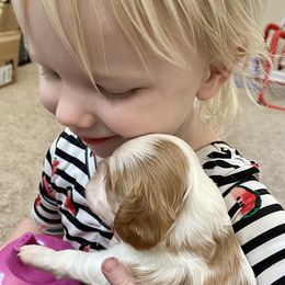 Cavalier King Charles Spaniel Puppies from HiCaliber Cavaliers